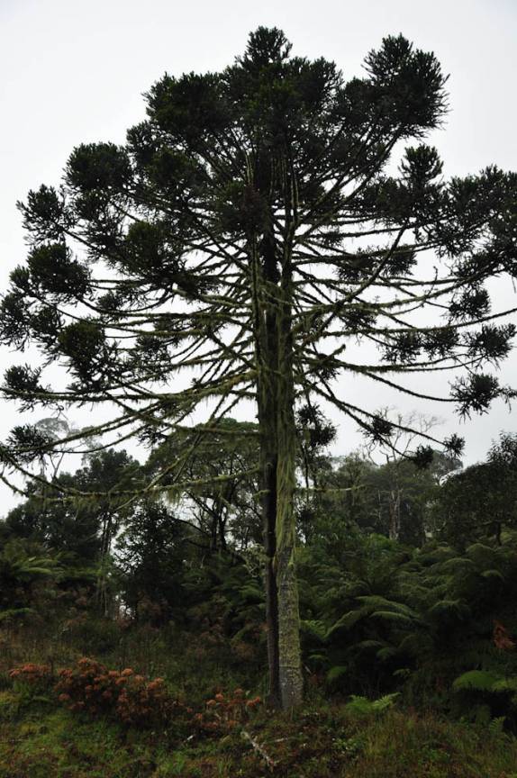 Araucária, árvore típica na região de Urubici - SC